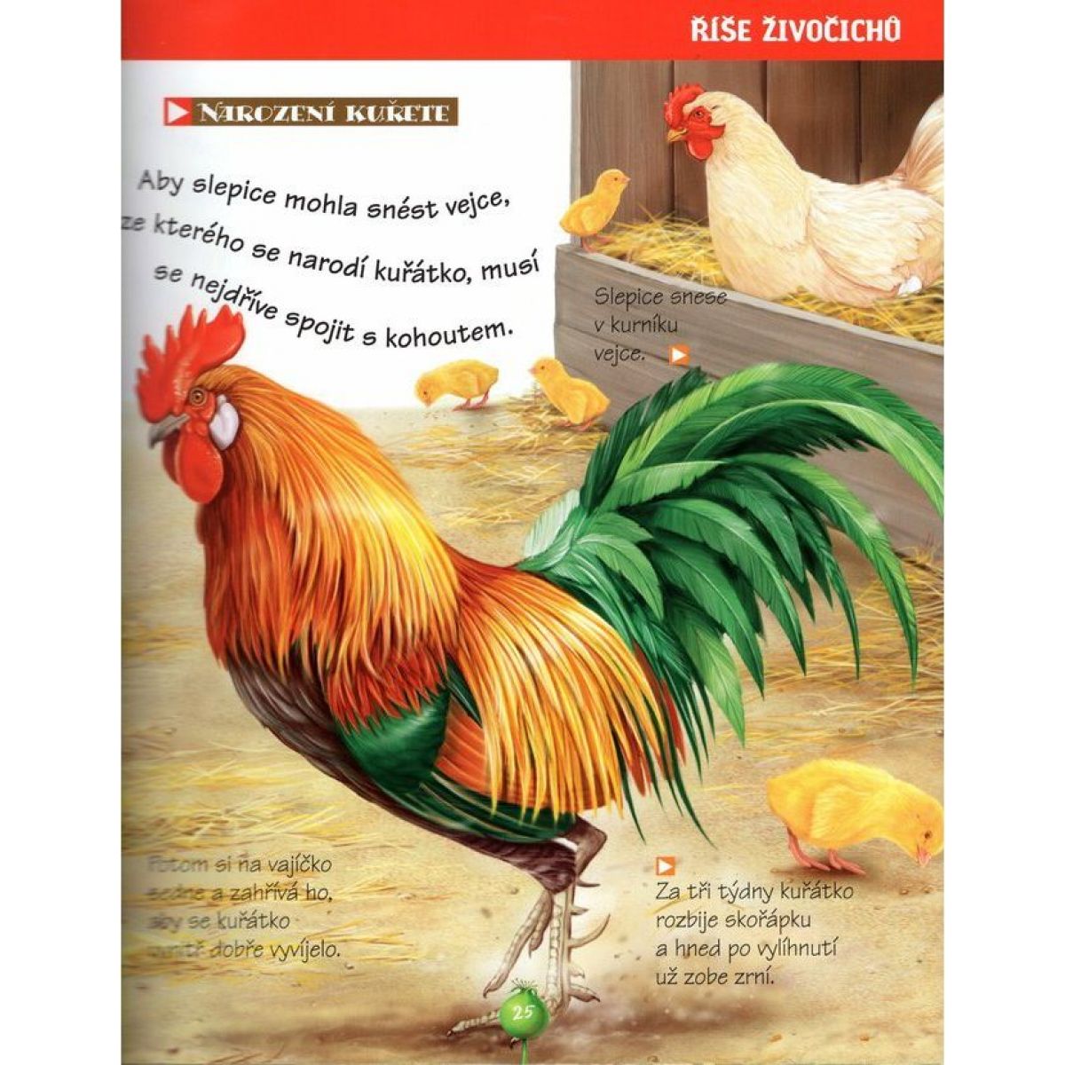 Příroda kolem nás