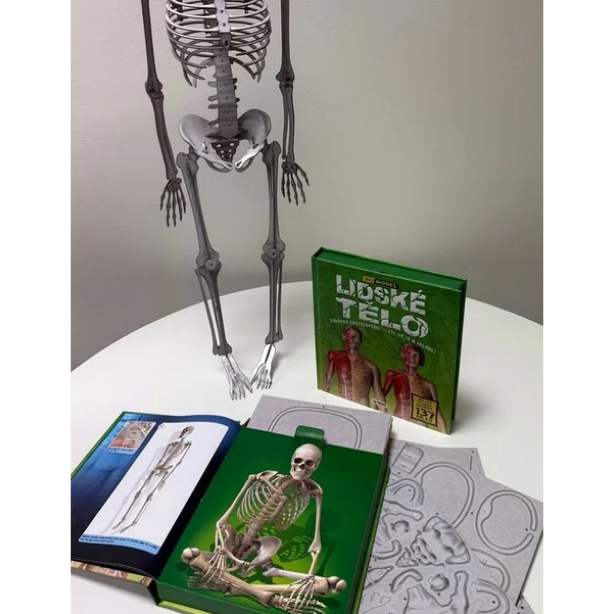 Lidské tělo - 3D MODEL - Zábavná encyklopedie